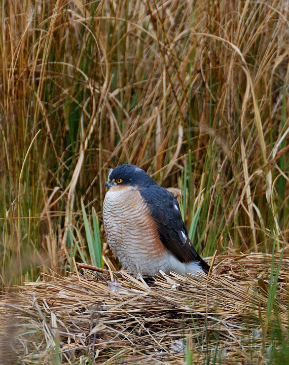 Sparrowhawk male - A.jpg - Sparrowhawk, male - Slimbridge